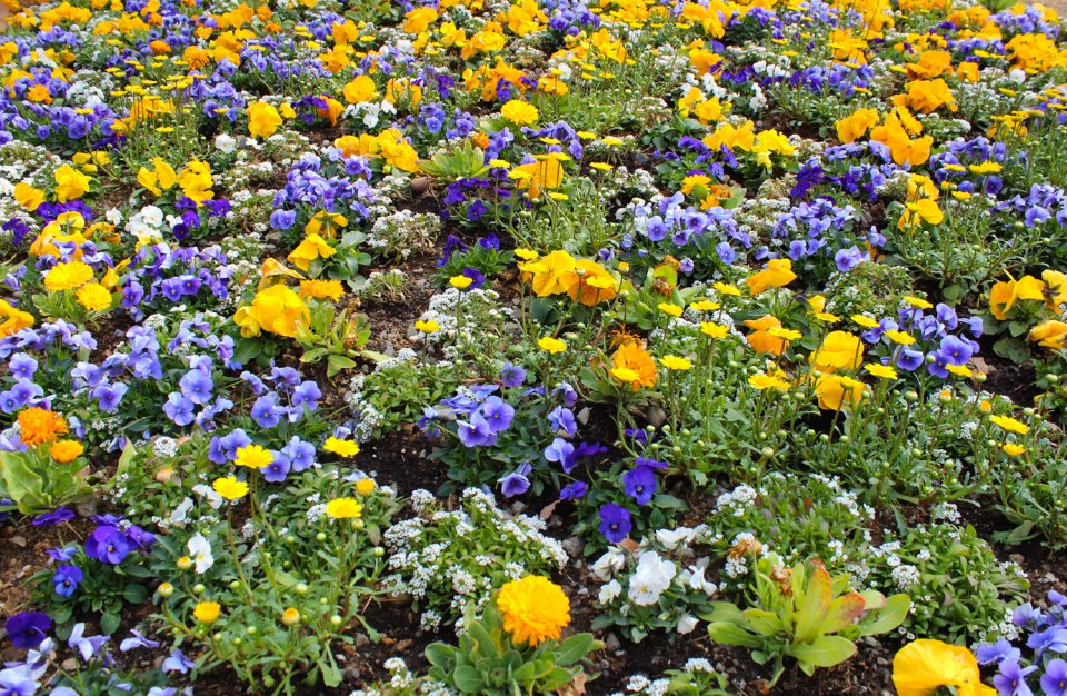 Moominvalley-Park-Japan-Hanno-Flowers